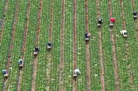 Sylvain Charlebois: Canada Remains Hooked on US Food