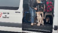 Columbus Humane takes in dogs from Alabama ahead of Hurricane Isaias