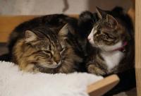Maine Coon Cats Immediately Accept Little Dog Who Lost His Human Into Their Clan, As if They ‘Knew He Needed Love’