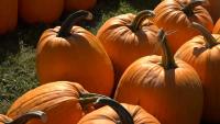 Maine farm is home to USA Today's best corn maze and pumpkin patch