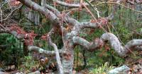 Japanese maples truly shine during fall in the South