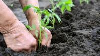 Legionnaires’ disease: The gardening risk that can turn deadly; what you need to know