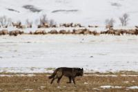As Colorado reevaluates when to kill wolves involved in livestock conflict, how do other Western states handle it