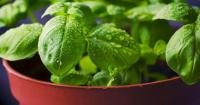 Illinois Extension’s virtual gardening classes feature landscaping, preserving herbs, and other topics