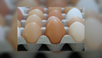 UK Issues Urgent Egg Recall After Ukrainian Supplier’s Products Linked to 36 Salmonella Cases
