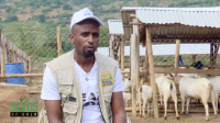 A closer look at YPA’s goat farming venture | SEEDS OF GOLD