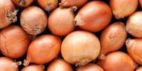 Guyana targets end-of-year onion self-sufficiency as cultivation expands to four regions