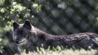 Wolf near Athens removed after suspected attacks on joggers