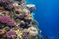 Outrunning Global Warming? Coral Reefs Move Toward Poles