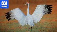 Drying wetlands create genetic risk for southern Australia's brolgas