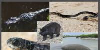 WILDLIFE AND STORMS: What the FWC says to do if you encounter wild animals