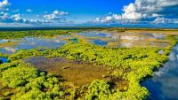 Florida’s most destructive invader seems to be replanting the Everglades ecosystem as it hunts