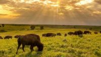 Bison roughly doubled native plant diversity on a Kansas prairie over 29 years, study finds