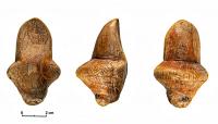 Researchers may have solved the mystery behind the Ice Age’s enigmatic female figurines