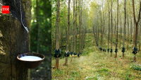 Australia planted rubber vine in the 1860s; it now covers vast Queensland areas