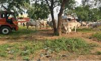 Illegal cattle transportation gaining pace in Pebbair?