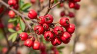 Wild Rosehips in Türkiye’s Mountains Reveal Striking Vitamin C and Antioxidant Diversity