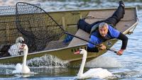 Florida crews round up 59 swans in annual health checkup, and children get a rare chance to hold one