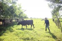 Mientras El Niño agrava la sequía en Panamá, los árboles ayudan a los ganaderos a sobrevivir