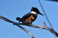 The belted kingfisher feeds on east Idaho’s big bugs
