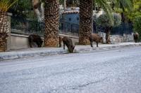 Oklahoma driver dies after reportedly swerving to avoid hitting 10 wild hogs