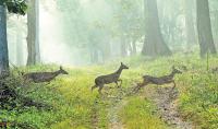 Misty hills to rising heat, Wayanad climate change rings an alarm bell
