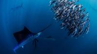 Costa Rican Scientists Revive Fish Larvae Research to Protect Fisheries