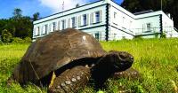 Giant tortoise Jonathan may hold secret to long, healthy life