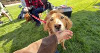 'A little puppy love': Meridian event highlights dogs' role in mental health