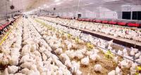 Poultry exports lag despite industry’s growth potential, says Aurangzeb
