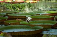 New Giant Waterlily Found via Instagram Has Fewer Than 50 Wild Plants Left