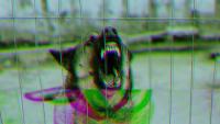 Scientists Tried to Breed a ‘Super-Dog.’ It Did Not Go Well.