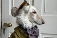 Is this Edinburgh's most stylish resident? Meet Samantha, the Afghan Hound taking the fashion world by storm