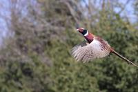Pheasant Hunting Season Opens This Weekend for Junior Hunters Across Pennsylvania