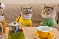 These Minsk cats have their own wardrobe and visit restaurants — how Azur and Prusha live PHOTOS