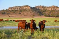 Environmental Markets: What Producers Need To Know
