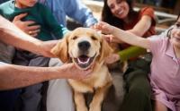 Want a Dog That Fits Your Lifestyle? Trainers Say Look for This 1 Simple Sign