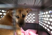 New York State Limits How Many Dogs You Can Have at Home?