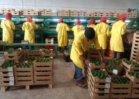 Tanzania exceeds avocado export target four years ahead of schedule