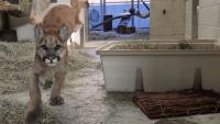 Abandoned Southern California mountain lion cub with amputated leg finds new home