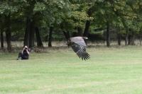 Ohio Bird Sanctuary releases juvenile bald eagle back into the wild