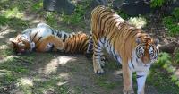 Wildlife biologist warns of tiger 'mistake' after tragic mauling death