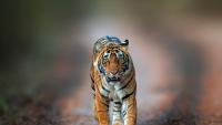Wildlife expert says 'it's not the tiger's fault' after tragic mauling death