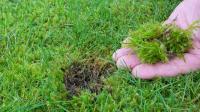 Gardeners urged to stop raking lawns in October or risk common problem