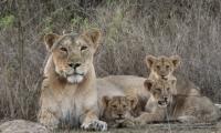 Gujarat’s Barda sanctuary emerges as potential long-term habitat for Asiatic lions: Study