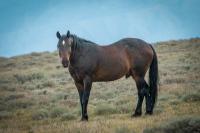 Outdoors: Some insight into the mysterious mustang that roamed California’s White Mountains