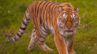 Wildlife expert's warning on tiger 'mistake' as man mauled to death in Yorkshire