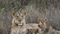 Barda Wildlife Sanctuary emerges as a crucial second home for lions