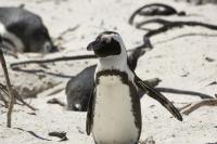 Where can you see wild penguins in South Africa?