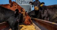 U.S. farm debt is at a record. Official data might be undercounting it